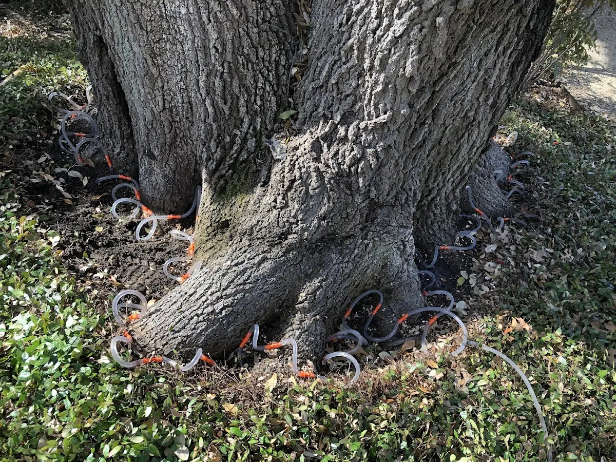 Detailed Tree Cabling and Bracing job site in Le Claire