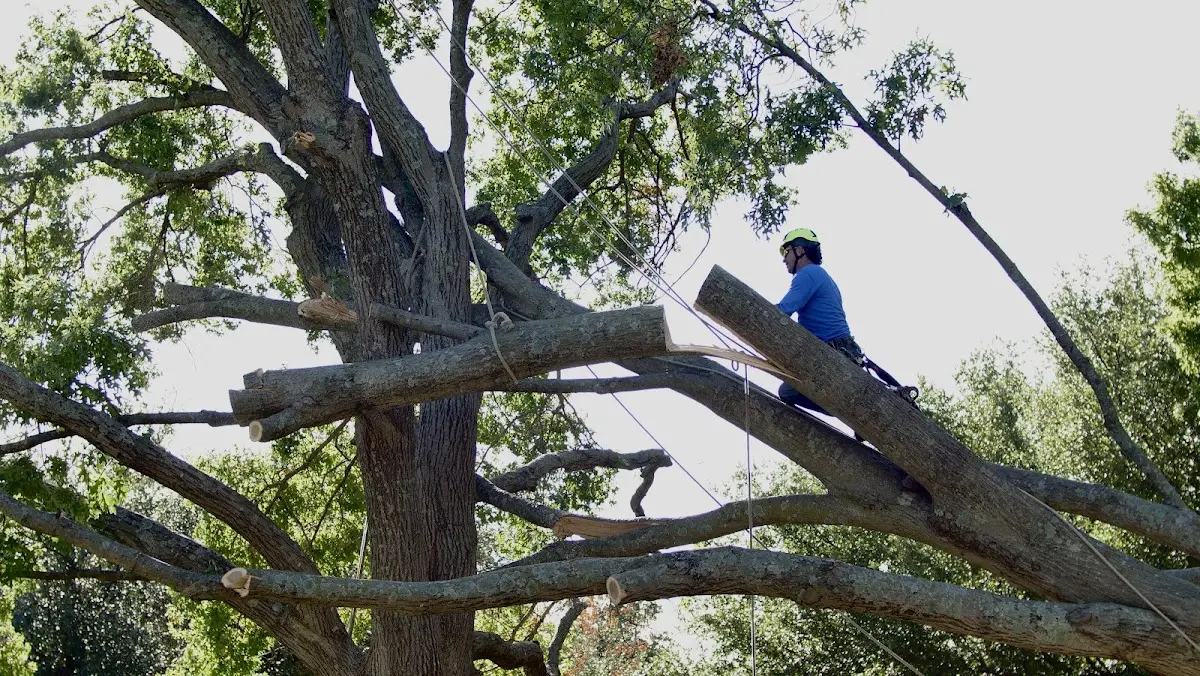 Professional Crown Thinning performed by certified arborists in Le Claire