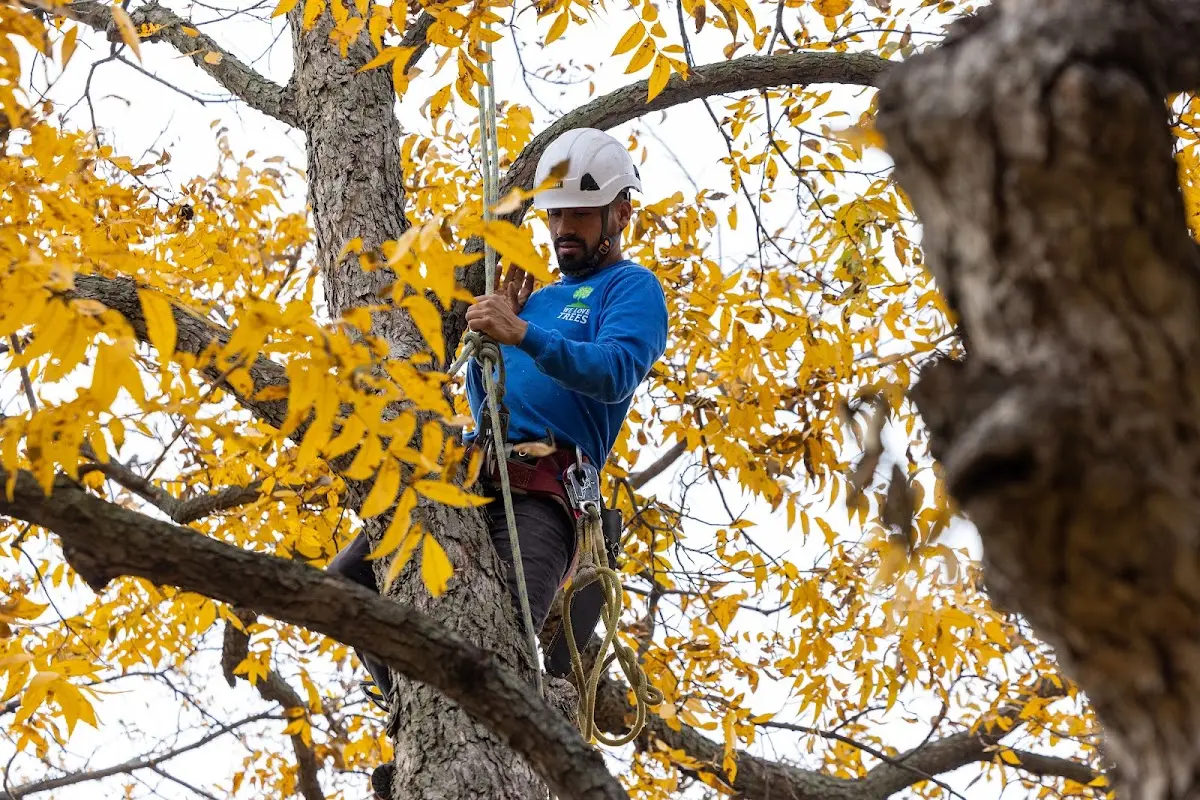 Skilled Tree Pruning crew working in Le Claire